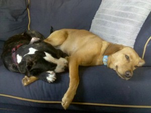 meatball-and-the-coop