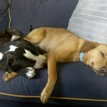 meatball-and-the-coop1