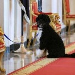 obama-dog