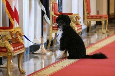 obama-dog