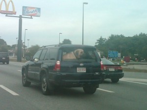 mastiff-in-the-window