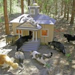 cat-ranch-2