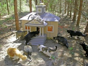 cat-ranch-2