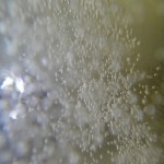 this-is-the-inside-of-your-beer